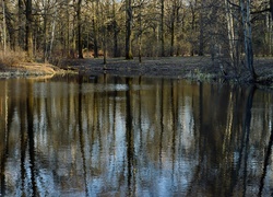 Park, Staw, Odbicie