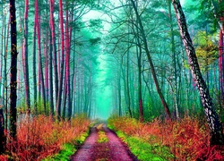 Kolorowa, Jesień, Las, Drzewa, Ścieżka