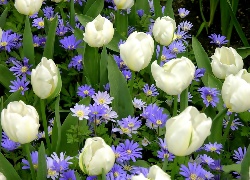 Białe, Tulipany, Niebieskie, Kwiaty
