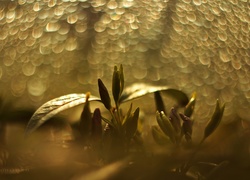 Kwiaty, Pąki, Bokeh