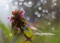 Jasnota Purpurowa, Roślina, Bokeh