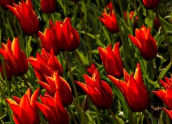 Tulipany