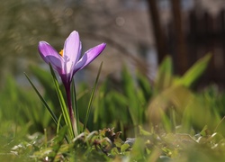 Fioletowy, Krokus, Kwiat