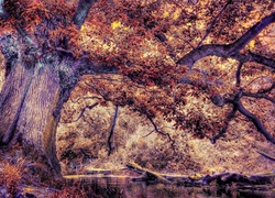 Jesień, Drzewo, rzeka