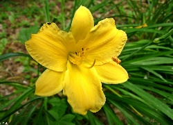 Kwiat, Żółty