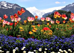 Góry, Kwiaty, Tulipany, Stokrotki