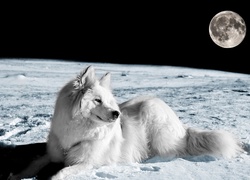 Planeta, Kosmos, Księżyc, Biały, Pies