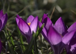 Krokus, Fioletowy