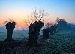 Wschód słońca, Wierzby