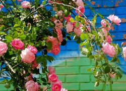 Różowe, Pnące Róże, Ściana