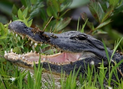 Aligator, Trawa