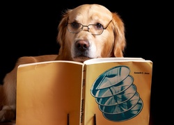Pies, Okulary, Książka