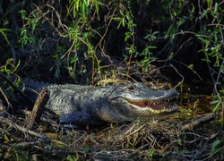 Aligator, Zarośla