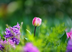 Tulipany, Kwiaty, Bokeh, Ogród