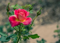 Różowa, Róża, Pączki