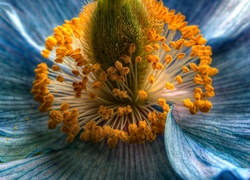 Niebieski, Kwiat, Pręciki, Makro