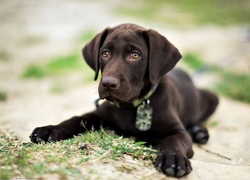 Brązowy, Pies, Szczeniak, Labrador retriever