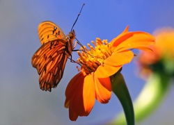 Motyl, Kwiat, Makro