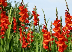 Mieczyki, Gladiole