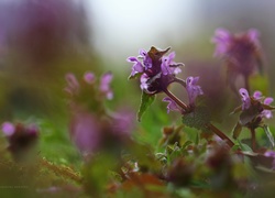 Jasnota Purpurowa, Roślina