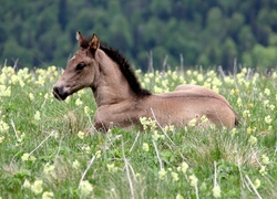 Źrebak, Łąka