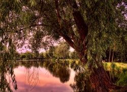 Park, Zachód Słońca, Drzewa, Staw