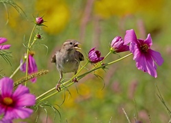 Ptaszek, Kwiaty, Kosmea