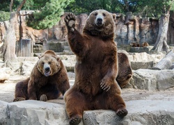 Trzy, Niedźwiedzie, Brunatne
