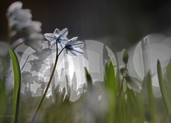 Cebulica Syberyjska, Bokeh, Makro