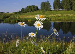 Łąka, Rzeka, Margerytki