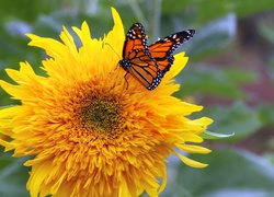 Motyl, Monarcha, Słonecznik ozdobny