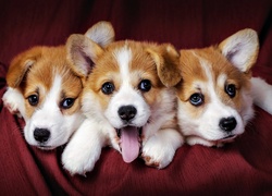 Trzy, Szczeniaki, Welsh Corgi Pembroke