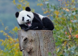 Panda, Pień