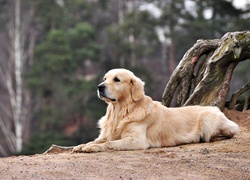 Pies, Golden