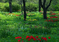 Park, Wiosna, Tulipany, Przebijające, Światło