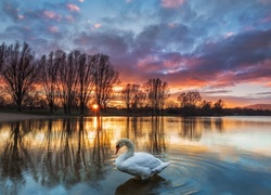 Jezioro, Łabędź, Zachód słońca