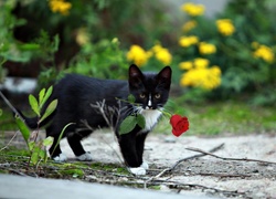 Czarny, Kot, Czerwona, Róża