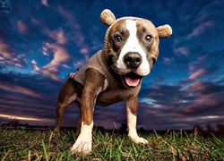 Pies, Pit Bull Terrier, Trawa, Niebo