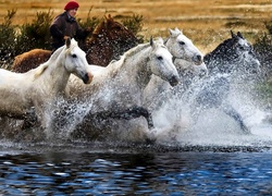 Konie, Rzeka, Rozbryzgująca, Woda