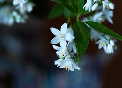 Kwiaty, Jaśminu, Liście