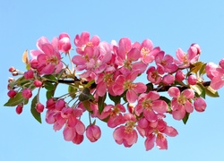 Kwitnące, Drzewo, Owocowe