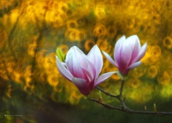 Różowa, Magnolia, Kwiaty, Krzew
