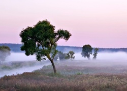 Pole, Rzeka, Mgła, Drzewa