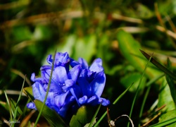 Kwiaty, Niebieskie, Kwitnące