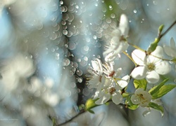 Białe, Kwiaty, Drzewo, Owocowe, Bokeh