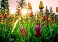 Wiosna, Kolorowe, Tulipany, Drzewa, Wschód Słońca
