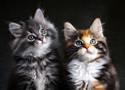 Dwa, Koty, Kotki, Maine coon