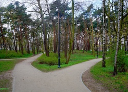 Park, Drzewa, Alejki