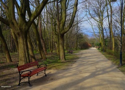 Park, Alejka, Drzewa, Ławka