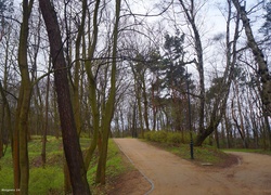 Park, Drzewa, Alejki